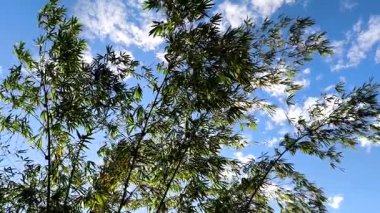 Ormanda güneş ışığıyla ağaçlar, Chiangmai Tayland.