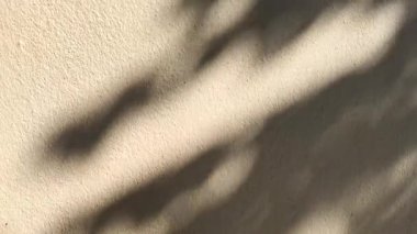 Bulanık yapraklar duvarda, Chiangmai bölgesi Tayland 'da..