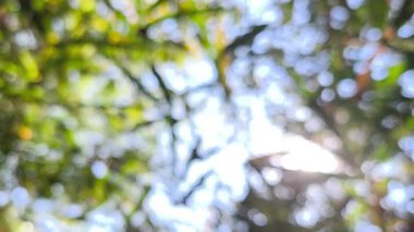 Ağaçların yaprakları buğulanmış ormandaki güneş ışığıyla, Chiangmai Tayland.