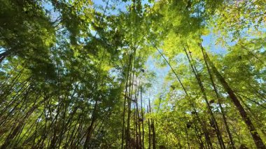 Ağaçların yaprakları, gün ışığıyla birlikte ormanda, Chiangmai Tayland 'da..
