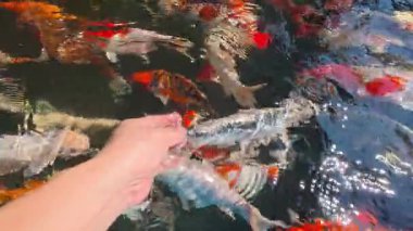 Havuzda yüzen renkli sazanlar ya da koi balıkları, kapalı alan Chiangmai Tayland.