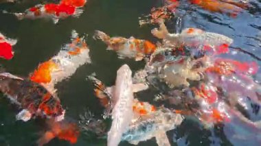 Havuzda yüzen renkli sazanlar ya da koi balıkları, kapalı alan Chiangmai Tayland.