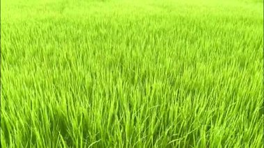 Yeşil pirinç tarlası rüzgarla akıyor, Chiangmai Tayland kırsalında..