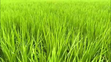 Yeşil pirinç tarlası rüzgarla akıyor, Chiangmai Tayland kırsalında..