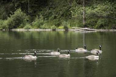 Yüzme hareket Kanada kazlar