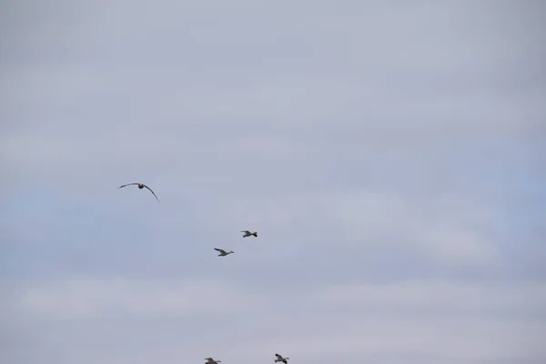 ケベック州南部の移動中の水鳥 — ストック写真