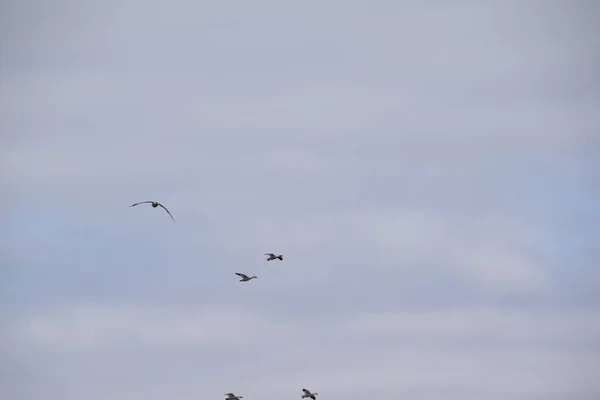 Sauvagine Migration Dans Sud Québec — Photo