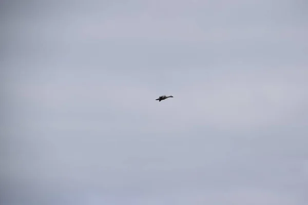 Aves Acuáticas Migración Sur Quebec — Foto de Stock