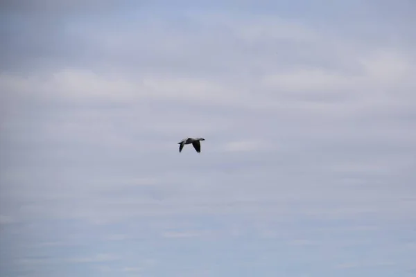 Aves Acuáticas Migración Sur Quebec — Foto de Stock
