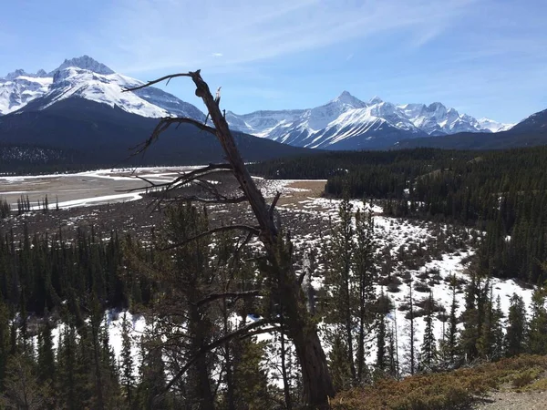 Vista Panorâmica Icefield Parkway Num Dia Ensolarado — Fotografia de Stock