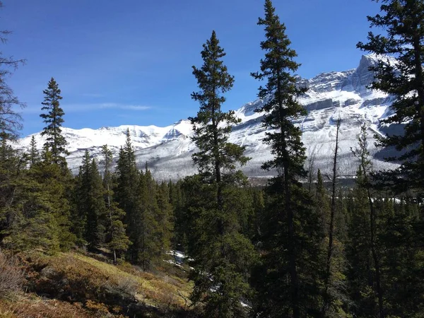 Vista Panorâmica Icefield Parkway Num Dia Ensolarado — Fotografia de Stock