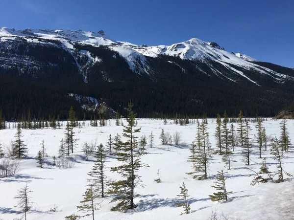 Γραφική Θέα Του Icefield Parkway Μια Ηλιόλουστη Μέρα — Φωτογραφία Αρχείου