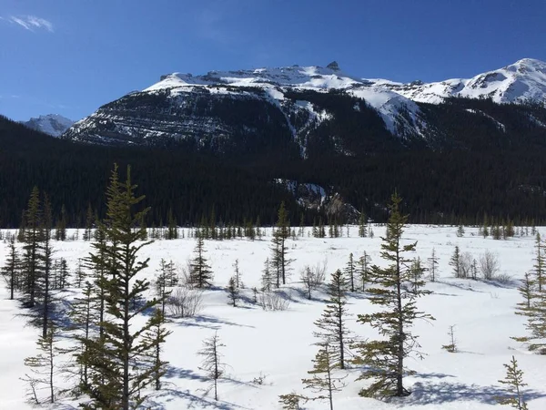 Scenic View Icefield Parkway Sunny Day — Stock Photo, Image