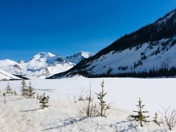 Vista Panorámica Del Icefield Parkway Día Soleado — Foto de Stock