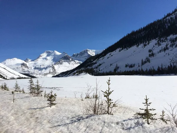 Scenic Kilátás Icefield Parkway Egy Napsütéses Napon — Stock Fotó