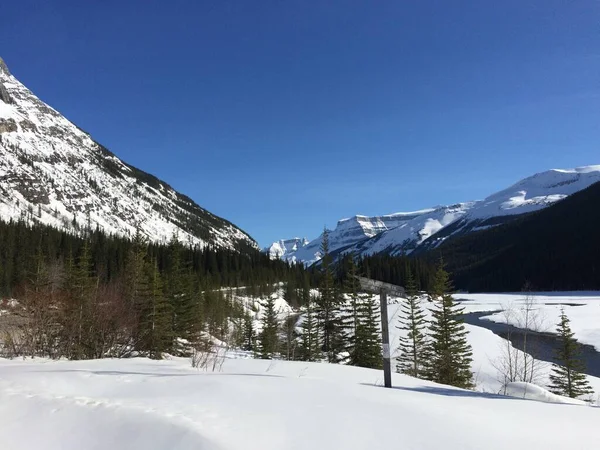 Vista Panoramica Del Parco Icefield Una Giornata Sole — Foto Stock