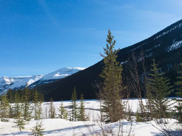 Scenic View Icefield Parkway Sunny Day — Stock Photo, Image