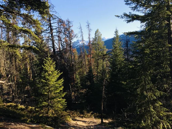 Parque Nacional Jasper Con Cielos Azules Perfectos — Foto de Stock