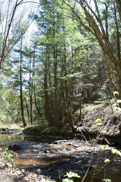 Regionaal Park Van Gentilly Rivier — Stockfoto