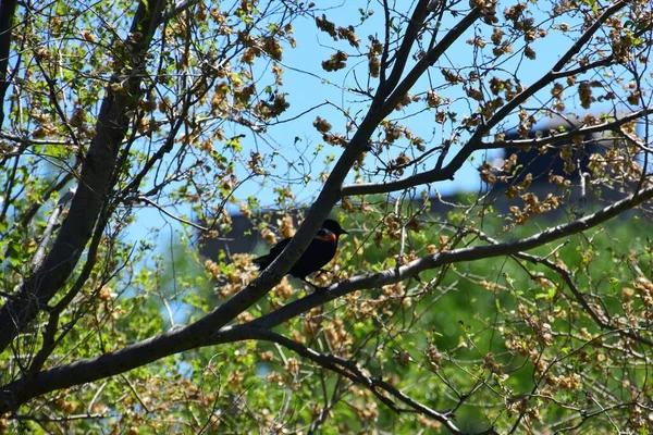 Řeka Prairies Naproti Ostrovu Montreal — Stock fotografie