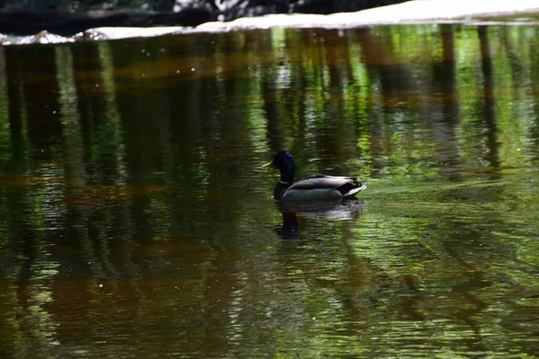 Park Doncaster River Southern Quebec — Stock Photo, Image