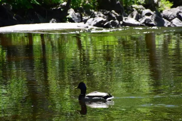 Park Doncaster River Süden Quebecs — Stockfoto