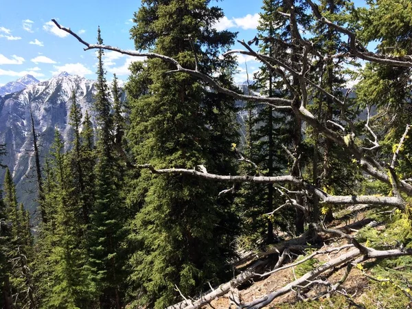 Mount Rundle Ruggengraat Spectaculair Ongerept Landschap — Stockfoto