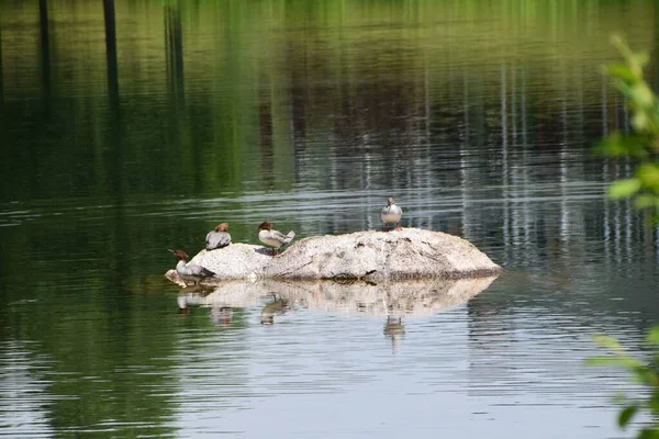 Klarwassersee Alexis Des Monts — Stockfoto