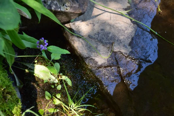 Waterfall Calvaire Regional Park Quebec — Stockfoto