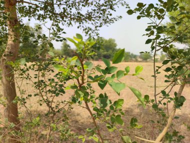 Shisham ağacı tarlada.