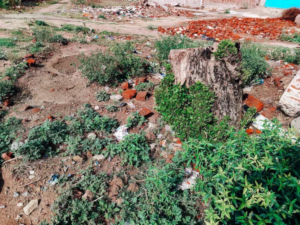 Albero Tagliato Nel Grande Campo — Foto Stock