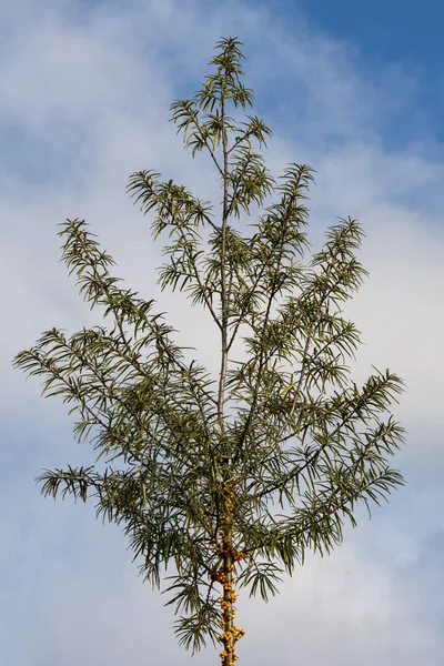 Sanddornbaum Mit Reifen Beeren Vor Blauem Himmel Mit Wolken — Stockfoto