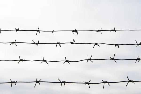 Barbed Wire White Background Wire Fence Military Object — Stock Photo, Image