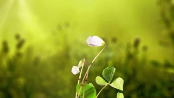 Flores Brancas Brotam Floresta Fundo Borrado Brilho Sol Tempo Acelera — Vídeo de Stock