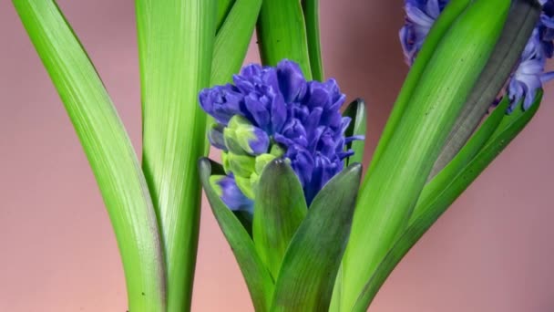 Bloeiende Hyacint Een Roze Achtergrond Blauwe Bloemen Prachtig Bloeiende Timelapse — Stockvideo