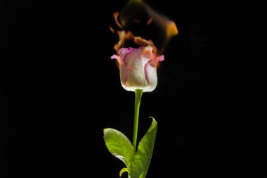 Siyah arka planda alev almış bir gül, seçici bir odak noktası. Kavram: tutku ve aşk, yanan ot, ateşli duygular, ateşli ilişkiler.