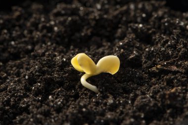 Yerden küçük bir filiz çıkar, seçici bir odak noktası. Kavram: tohum yetiştirme, tarlaya ekme, bitkilerin doğanın gücü..