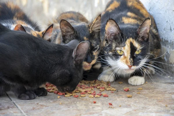 A group of homeless street beautiful cats eating cat food scattered on the floor, close-up, selective focus. Care for abandoned animals.