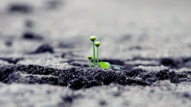 Beyaz papatya çiçekleri, asfalt, hızlı hareket, zaman ayarlı, yakın plan, seçici odak noktalarında filizlenir. Kavram: Doğanın gücü, ilk şehir çiçekleri, bahar filizleri.