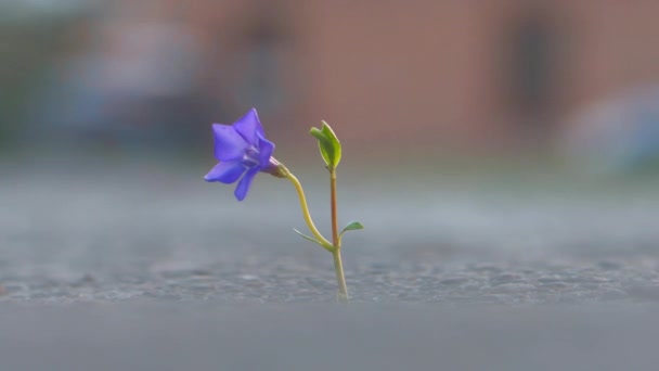 Een Blauwe Bloem Groeit Door Scheuren Het Asfalt Van Stad — Stockvideo