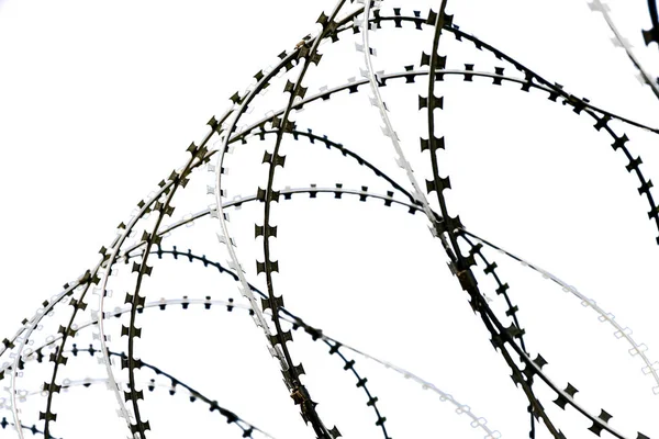 Military Twisted barbed wire on a white background, isolate. Concept: the Iron Curtain, the occupation regime, the ban on entry and exit, the restriction of freedom.