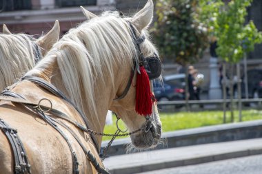 Gözlerinde at gözlüğü olan bir çift at şehrin kaldırımlarında dikiliyor..