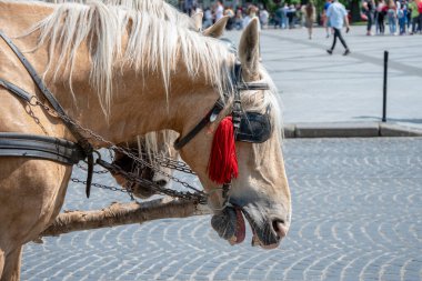 Gözlerinde at gözlüğü olan at ağzını kocaman açtı, sarı dişlerini ve ısırığını gösterdi..