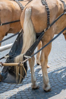 Ranza, şehir takımına bağlanmış bir atın arkasına bağlı. Şehir ortamında at dışkısı toplamak için bir çanta..