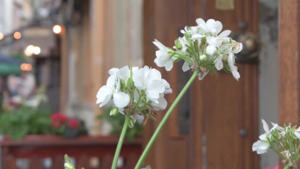 Geranium Putih Tumbuh Jalan Kota Latar Belakang Kabur Silau Dari — Stok Video