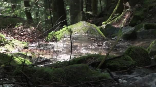 Mountain Winding River Flows Rocks Rocks Forest Waterfall Stormy Water — Stock Video