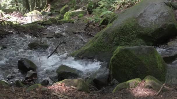 岩と森の間の岩の間を流れる山の巻き川 滝と嵐の水の急流 — ストック動画