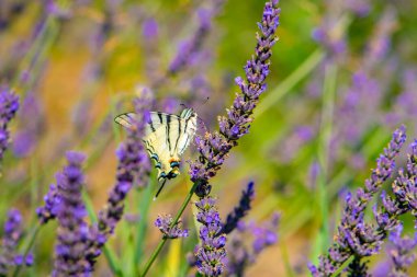 Bulanık arkaplanda lavanta çiçekleri