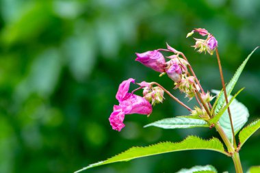 Kırmızı bir çiçeğin çiçek açması Doğanın bulanık arka planında, seçici odak, yakın plan.