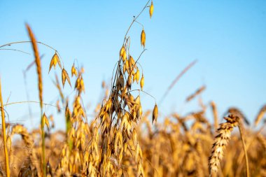 Yulaf kulakları buğday tarlasında yetişir mavi sabah gökyüzünün zemininde.